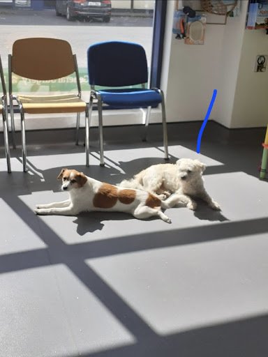 Claremorris Pet Clinic listing image
