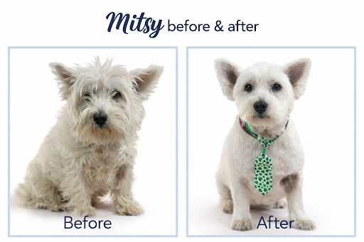 Classy Canines Professional Dog Grooming listing image