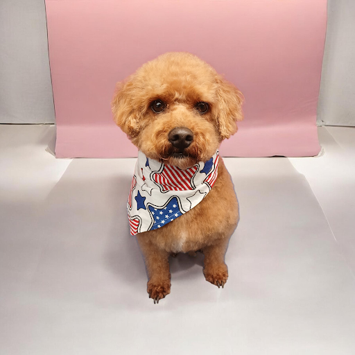 Clip N' Dip Dog Grooming Dublin Hill Cork listing image