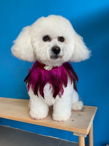 Clip 'n' Dip Grooming Salon & Canine Boutique listing image
