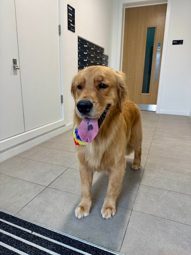 Coco Bello Dog Grooming listing image