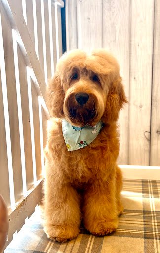 Coco Paws Dog Grooming Studio listing image