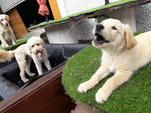 Collins Canines Doggy Daycare and Training Facility listing image