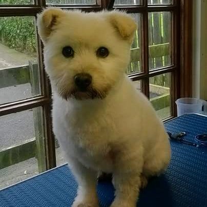 Comfy Kennels & Cattery listing image