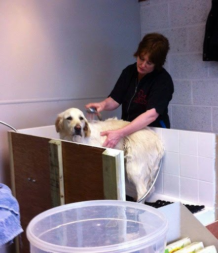 Coole K9s Groomers & Supplies listing image