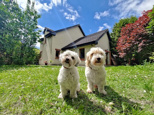 Cork Paws - Small Dog Day Care and Boarding listing image