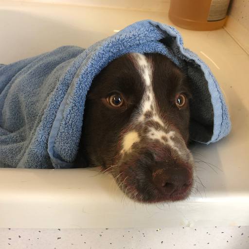 Cosa Beaga Dog Care listing image