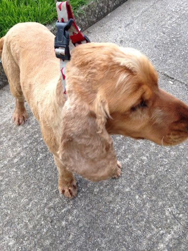 Country Dogs Boarding Kennels and Cattery listing image