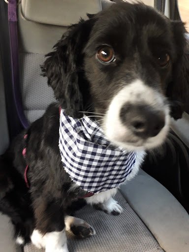 Countryside Pet Grooming listing image