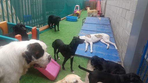 Creedon's Dog Care listing image