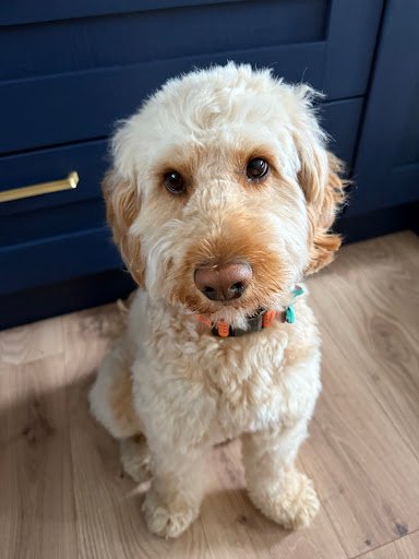 Curly Tails Dog Grooming listing image
