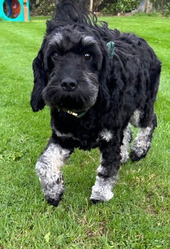 Curragh Dog Grooming listing image