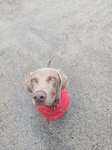 Danville Doggy Hotel listing image
