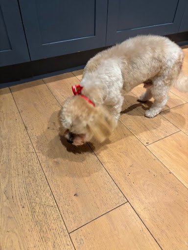 Dapper Dogs listing image