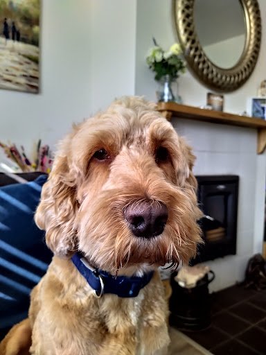 Debbie Doo's Dog Boarding and Salon listing image