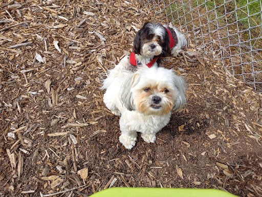 Debs Dogs listing image