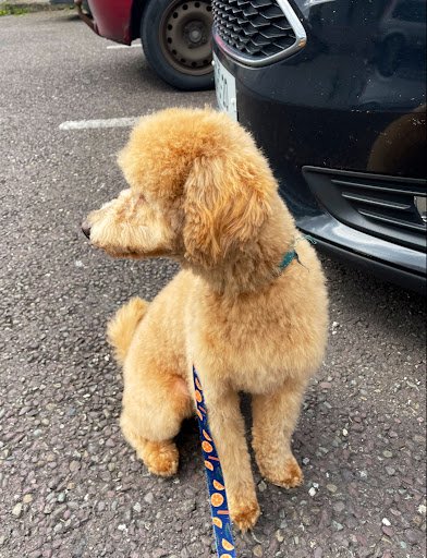 Declan's Cheeky Pups Dog Grooming & Doggie Daycare listing image