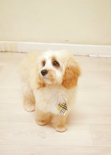 Deluxe Mutz Dog Grooming listing image