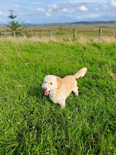Dergview Kennels listing image