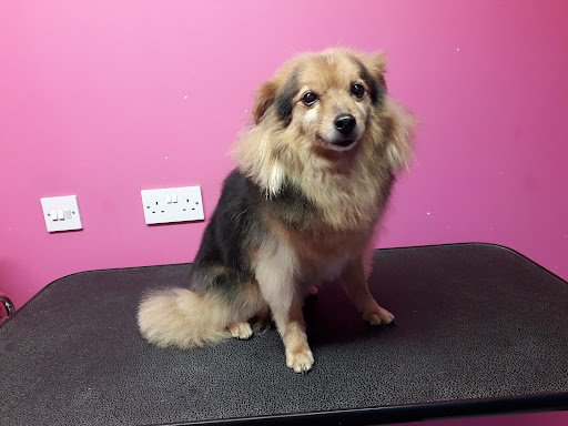 Devine Dogs listing image