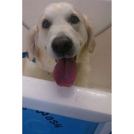Dial a Dog Wash Co. Galway listing image