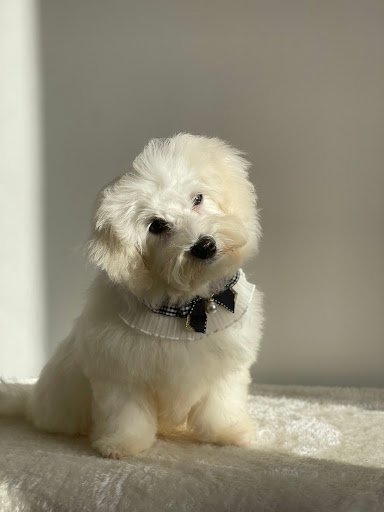 Diana’s Dog Grooming Salon Room listing image