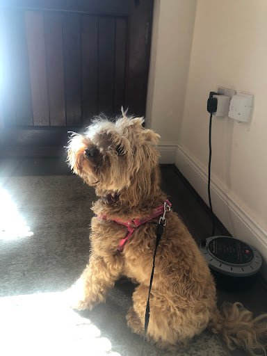 Dog Eclipse - Dundalk listing image
