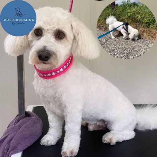 Dog Grooming by Deirdre listing image