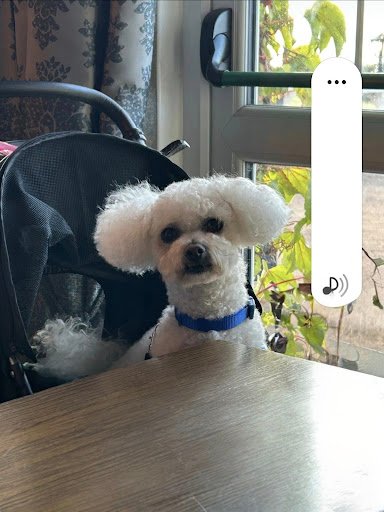 Dog Grooming by Magda – Clondalkin listing image