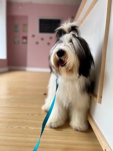 Dog Grooming by Rafa listing image