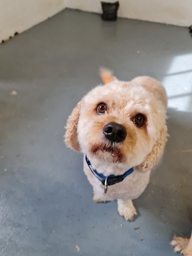 Dog Grooming Midleton Rose & Silk listing image