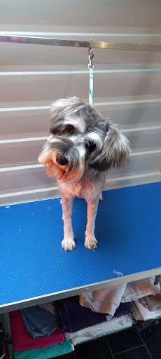 Dog Grooming With Sue listing image