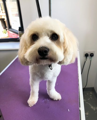 Dog Hub Dog Grooming Raheny listing image