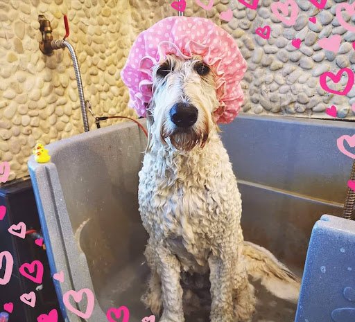 Doggie Day SPA Dog Grooming Avoca listing image