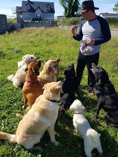 Doggie Daycare Galway listing image