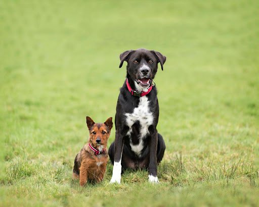 Doggie Styles Dog Grooming listing image