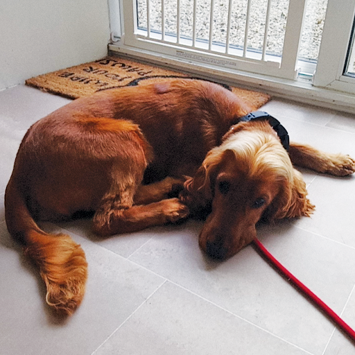 Doggy Days Grooming Limerick listing image