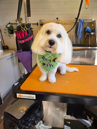 Doggy Stylez Grooming Room listing image