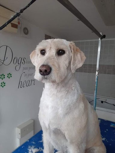 Doggydoooz Dog Grooming listing image