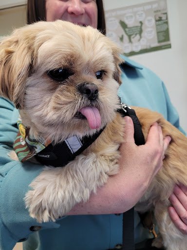 Dogs Aid Clinic listing image