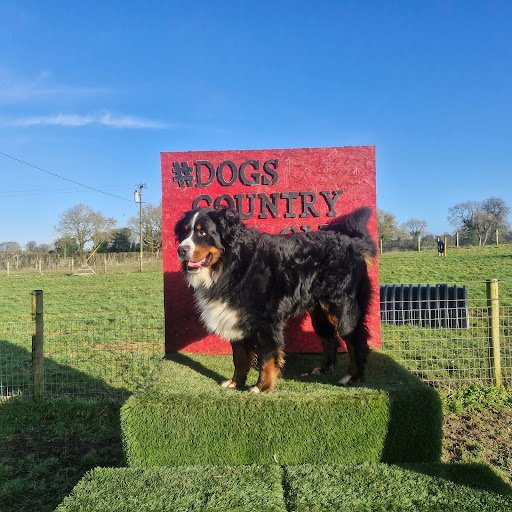 Dog's Country Club listing image