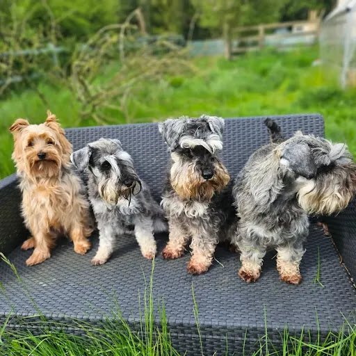 Dog's Village House listing image