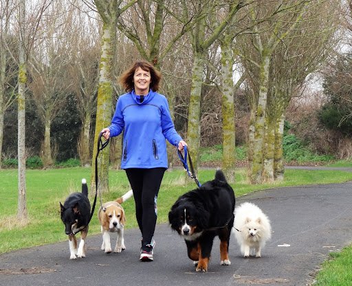 Dogwalking.ie listing image