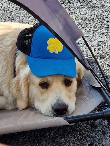 Donadea Country Kennels listing image