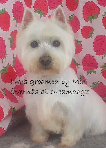 Dreamdogz Dog Groomer in Wexford listing image