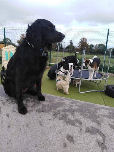 Dspca Pet Hotel & Doggie Daycare listing image