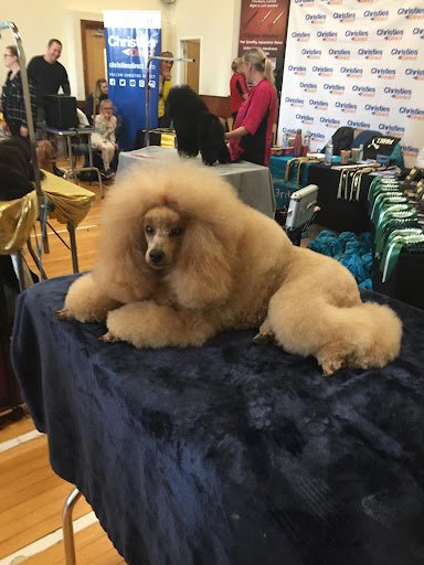 Dublin Dog Grooming listing image