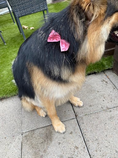 Dundrum Dog Grooming listing image