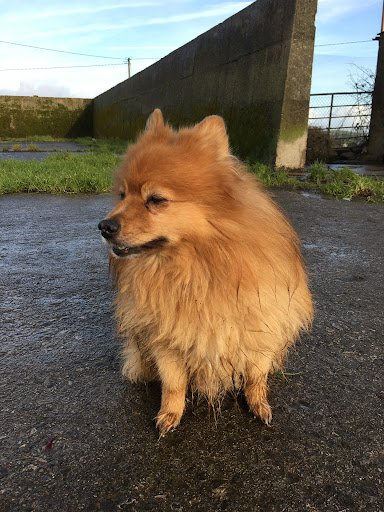Dunmuckrum Dog & Cat Boarding Kennels listing image