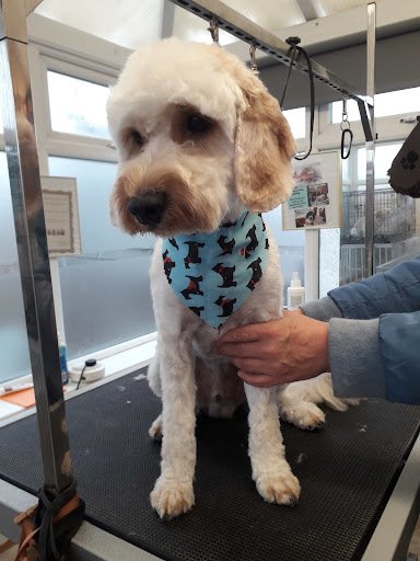 D'wags Dogs With a Groomed Style listing image